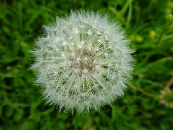 Pusteblume